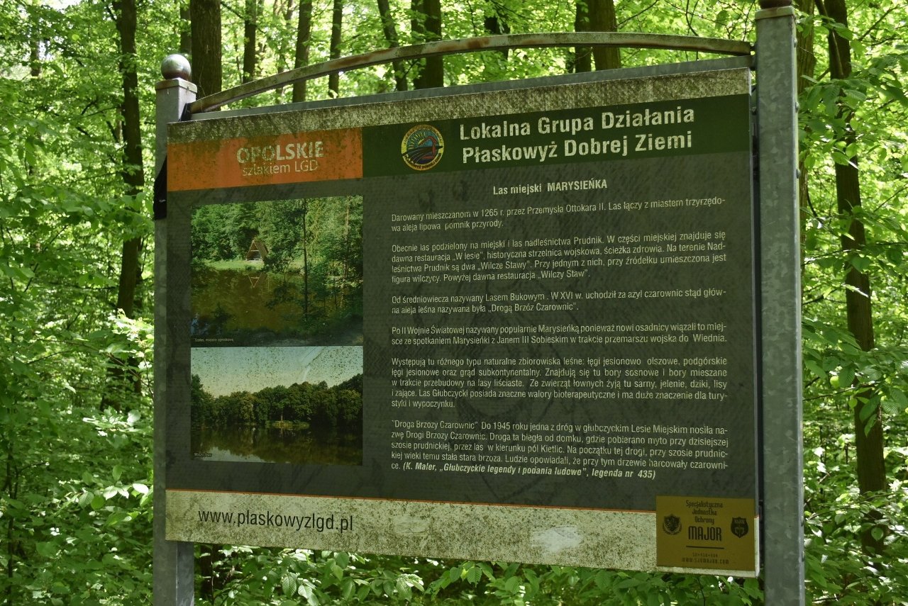 Ścieżka leśna